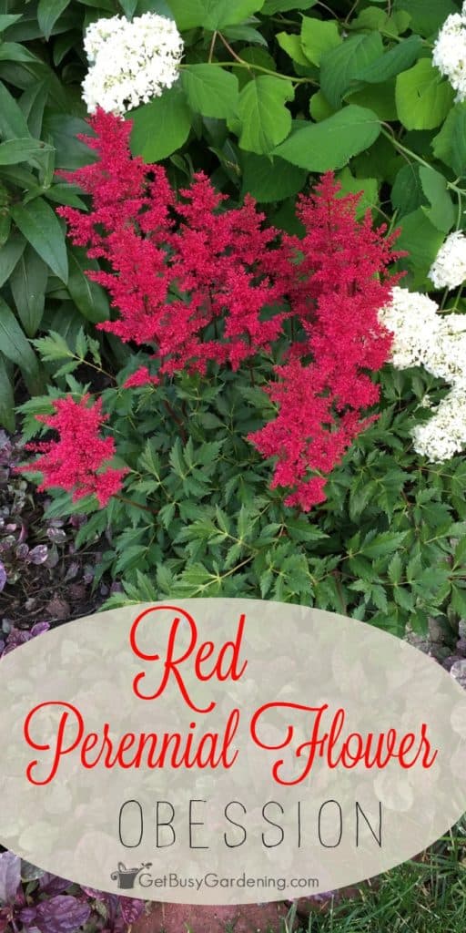 Red Perennial Flower Obsession! Get Busy Gardening