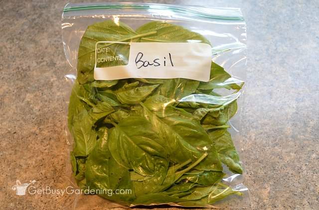 Storing basil leaves