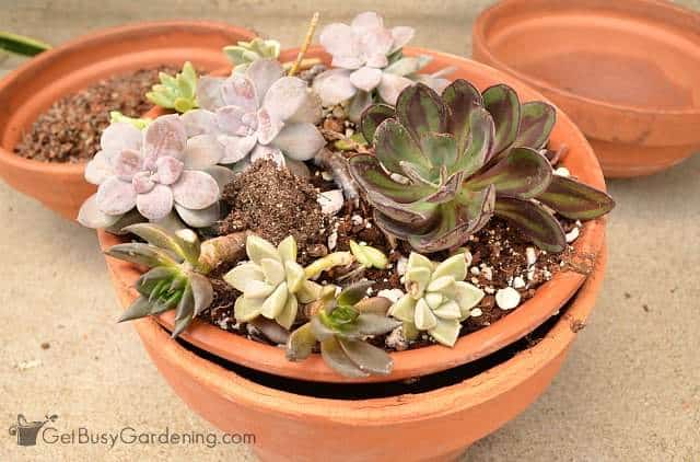 Succulents ready to be potted up