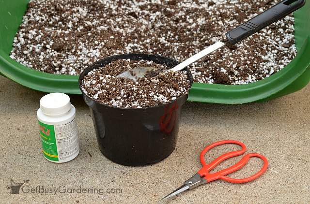 Supplies needed for propagating lavender plants in soil