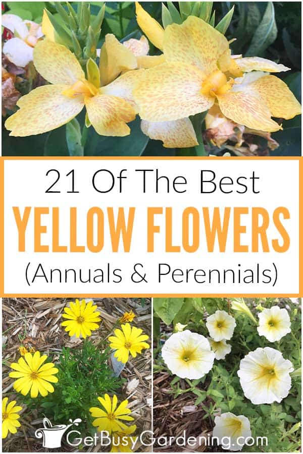 21 Of The Best Yellow Flowers: Annuals & Perennials