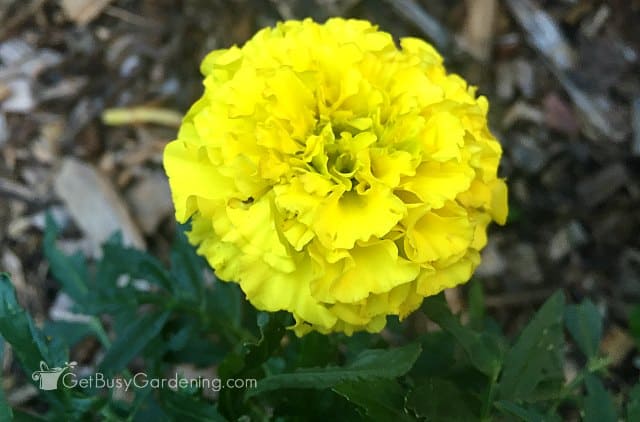 Yellow marigold annual flower