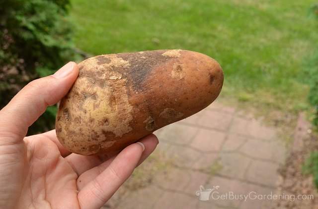 Check potatoes for rot before storing them
