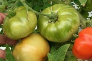 Tomatoes fertilized with healthy grow