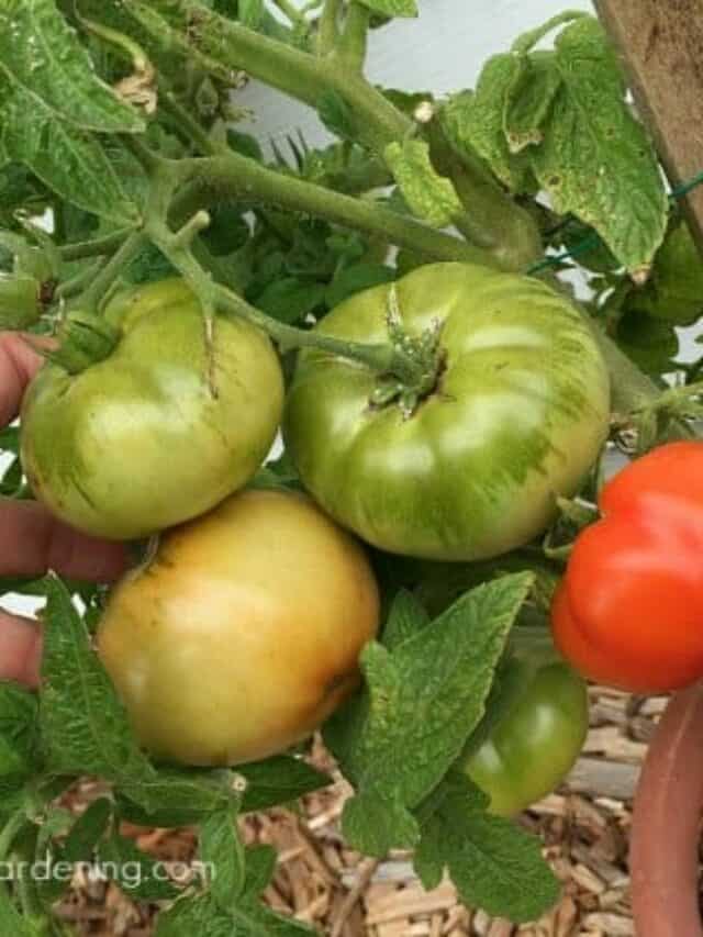 5 Tricks to Ripen Tomatoes Faster on the Vine Get Busy Gardening
