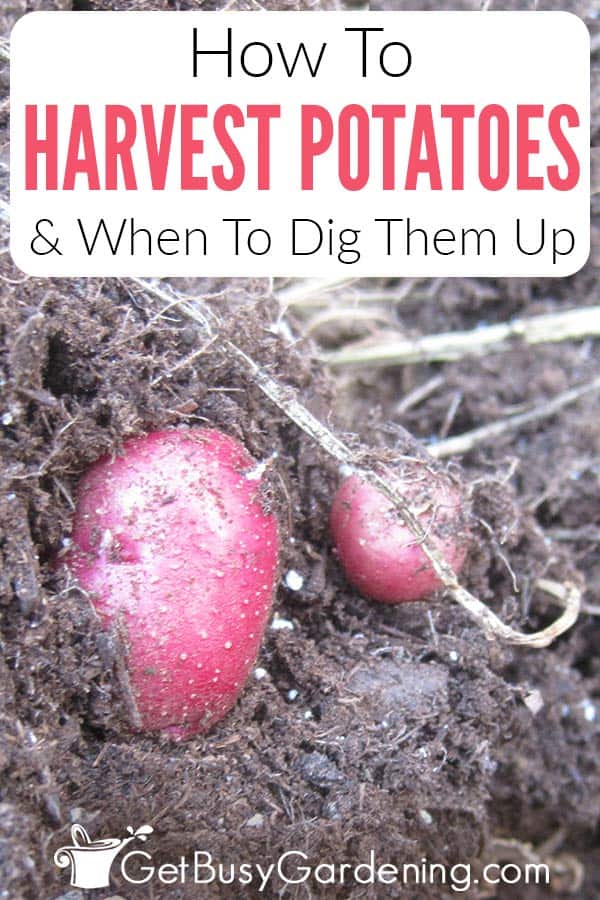 How To Harvest Potatoes & When To Dig Them Up