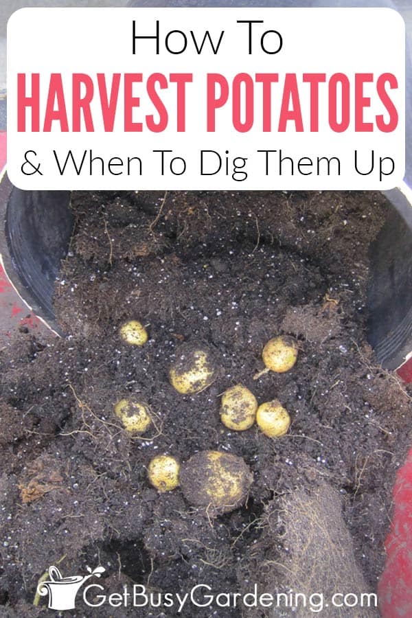 How To Harvest Potatoes & When To Dig Them Up