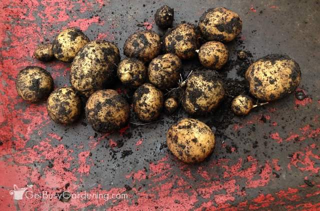Harvesting potatoes