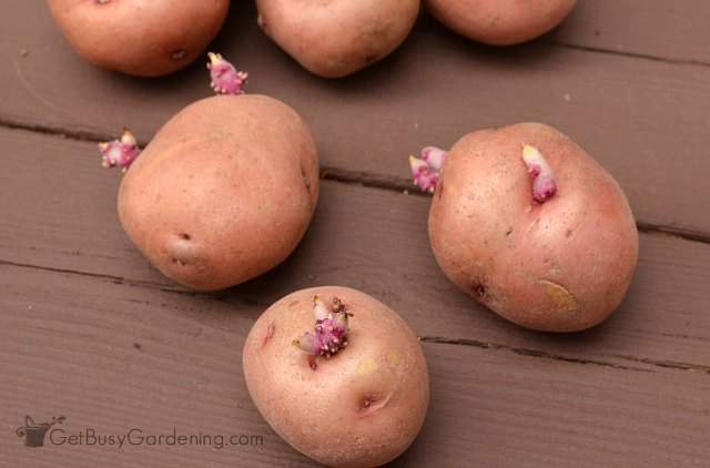Potatoes sprouting