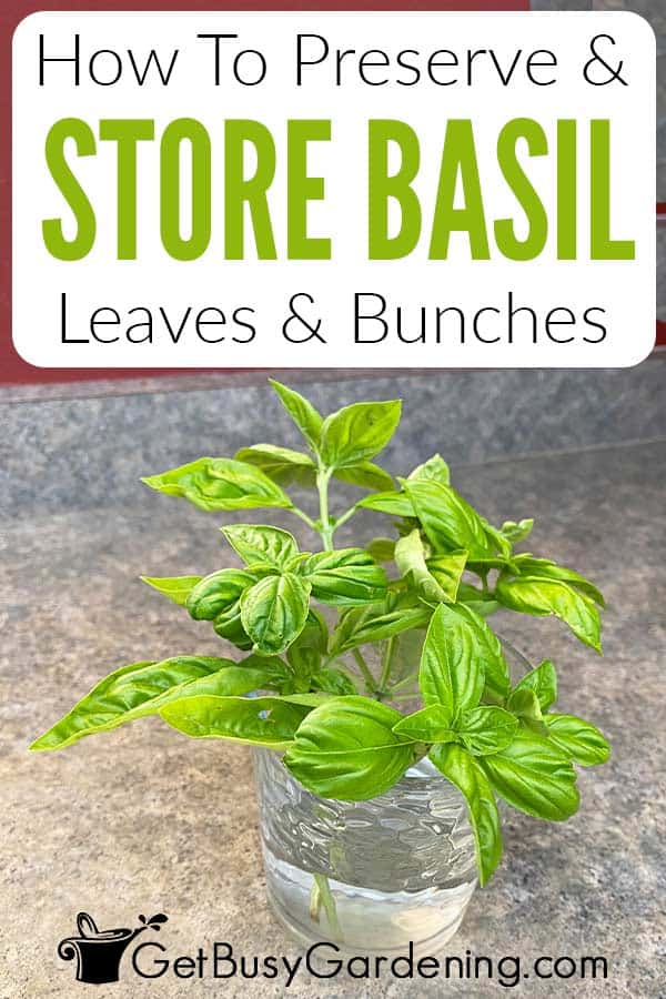 How To Preserve & Store Basil Leaves & Bunches