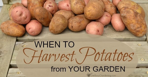 When To Harvest Potatoes From Your Garden - Get Busy Gardening