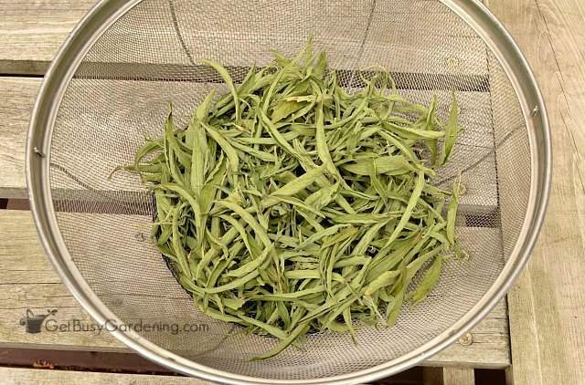 Dried stevia leaves
