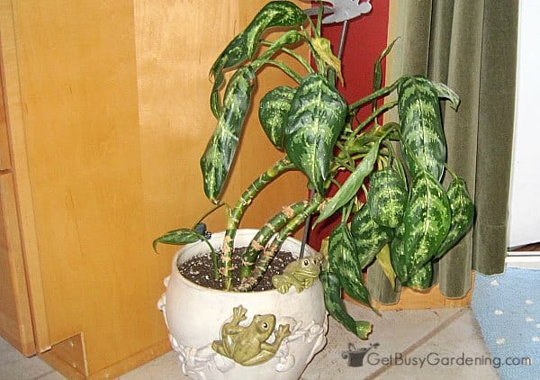 A leggy dumb cane plant