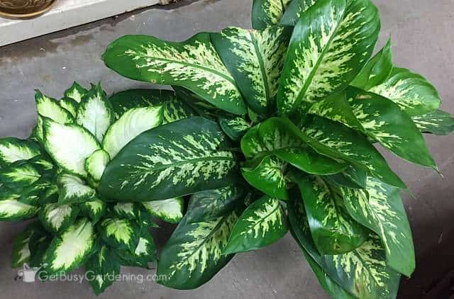 Beautiful healthy Dieffenbachia plants