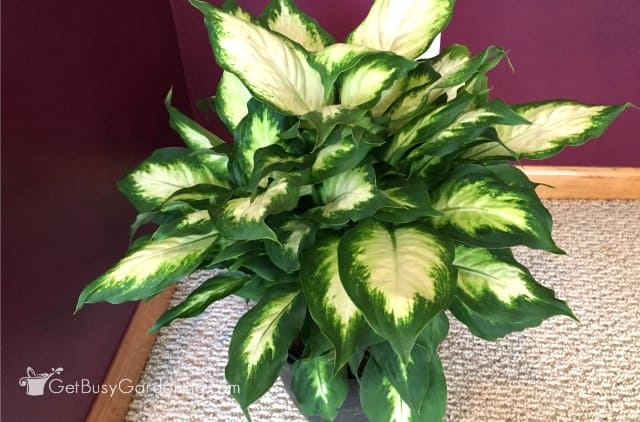 Dieffenbachia 'Camille' (Camilla) with near-white leaves with dark green edges