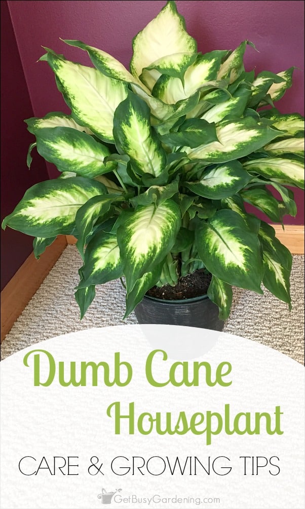 dumb cane houseplant Pin