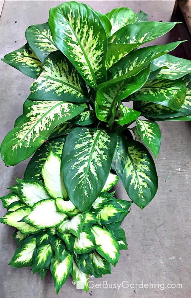 Two different types of dumb cane houseplants