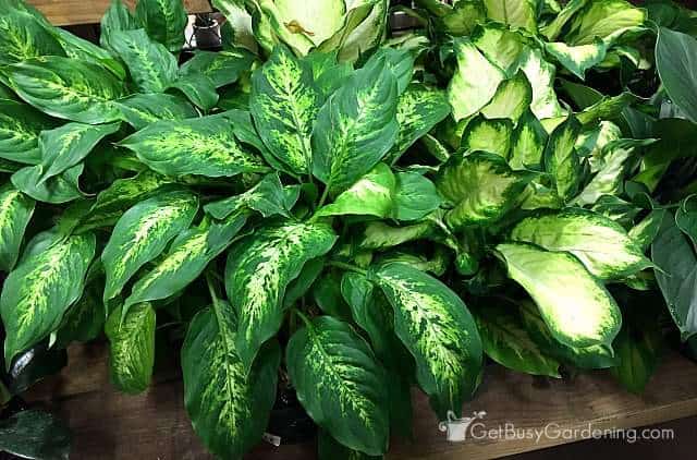 A variety of different dieffenbachia plants
