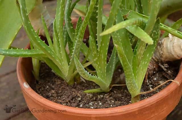 Propagating aloe plants is easy