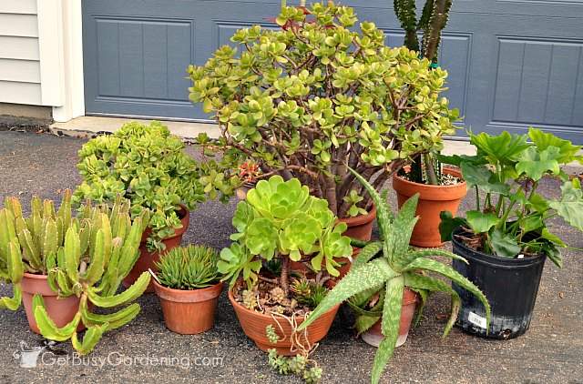 Propagating house plants