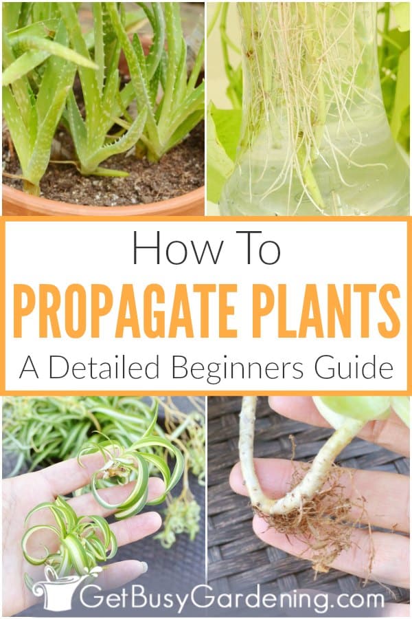 How To Propagate Plants: A Detailed Beginners Guide