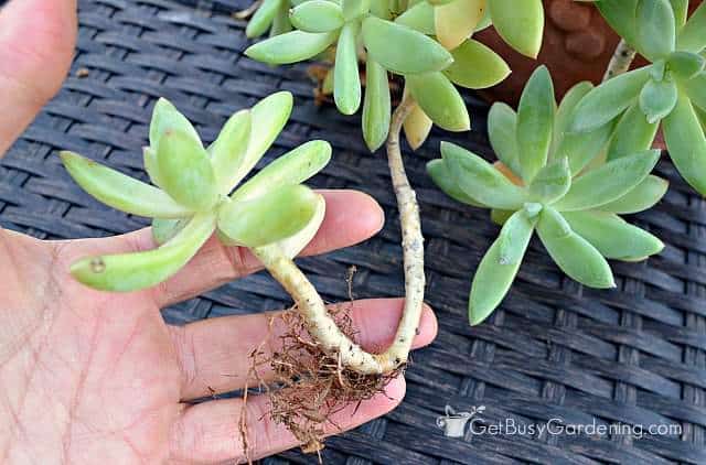 Roots growing on succulent stem