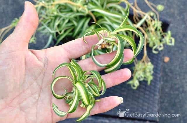 Spider plant propagation