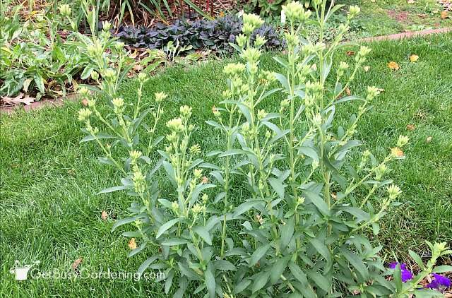 Stevia herb plant growing in my garden