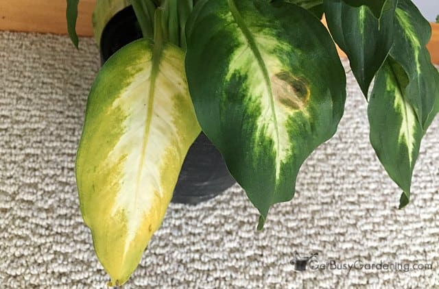 Dumb cane leaves turning yellow