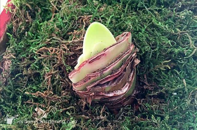 Amaryllis Christmas gift bulb growing leaves before flowers Amaryllis Christmas gift bulb growing leaves before flowers