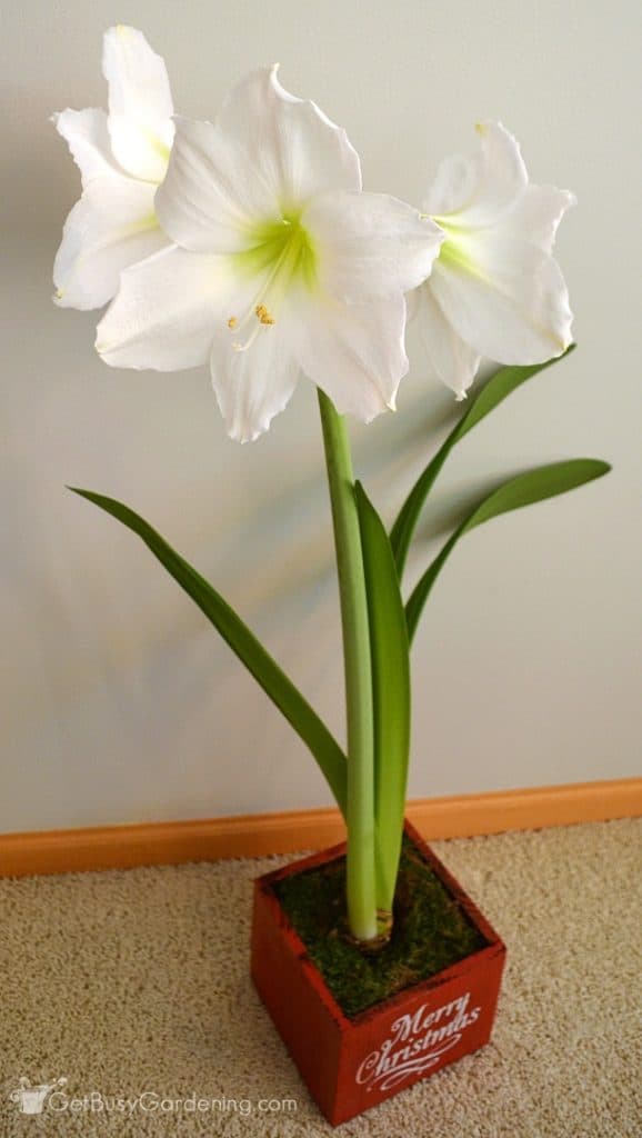 How To Care For Christmas Amaryllis Flower Bulbs Get Busy Gardening