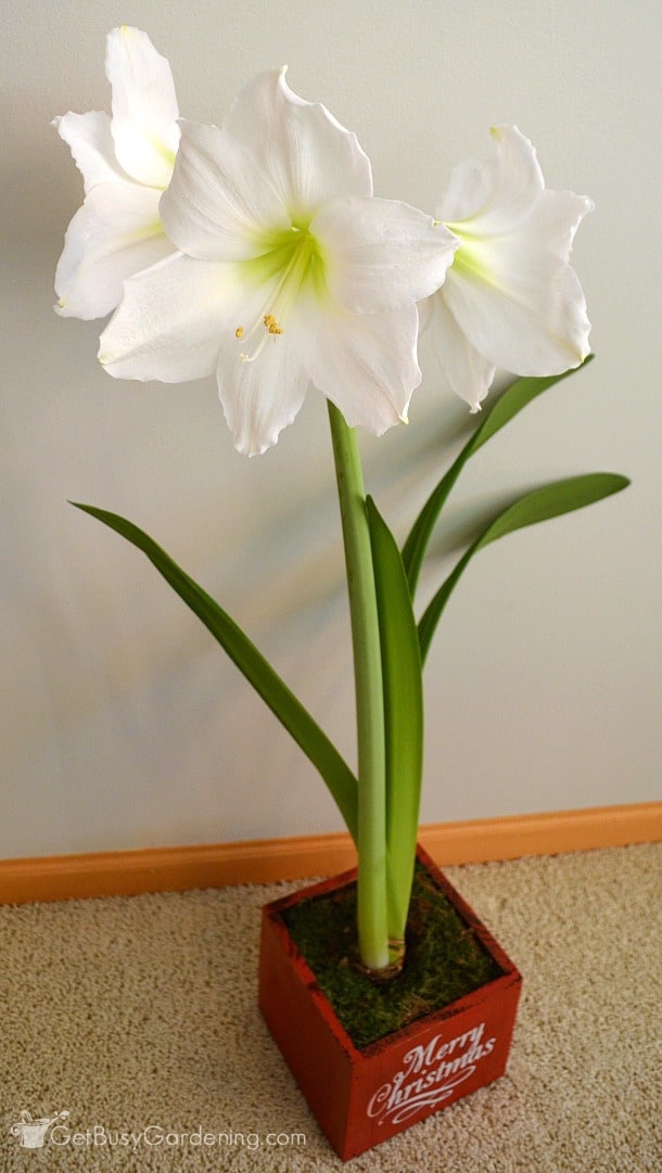 How To Care For Christmas Amaryllis Flower Bulbs - Get Busy Gardening