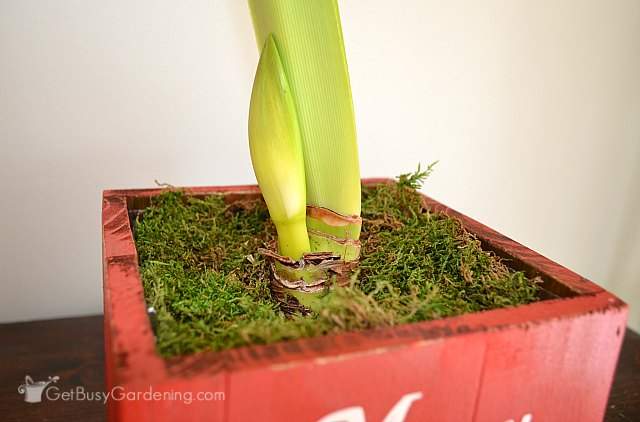 how to keep an amaryllis bulb after it blooms