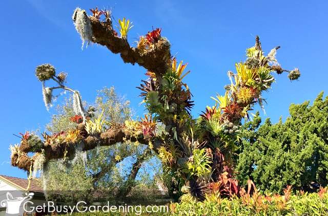 Amazing epiphytic bromeliad tree.