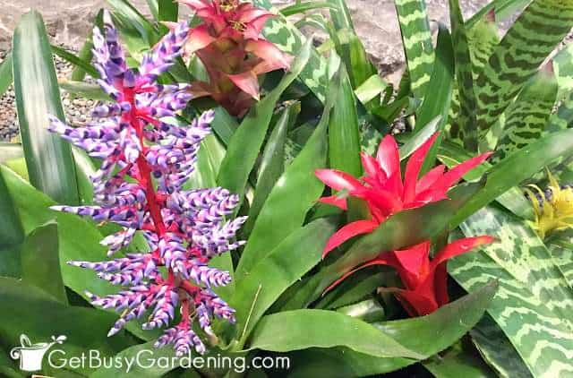 Different types of bromeliads, one with purple & white flower, one with a red flower spike