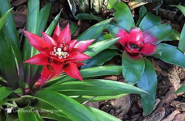 Red bromeliads starting to bloom.