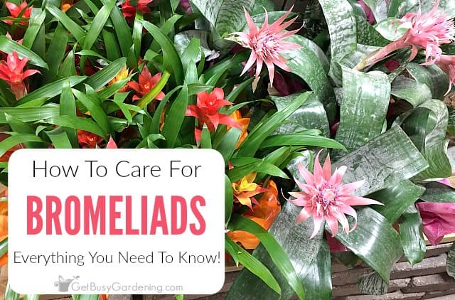 How To Care For Bromeliads - Everything You Need To Know