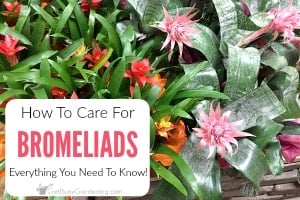 Everything You Need To Know About How To Care For Bromeliads