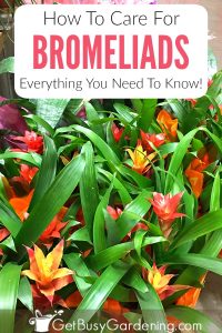 Bromeliad Plant Care & Complete Growing Guide - Get Busy Gardening