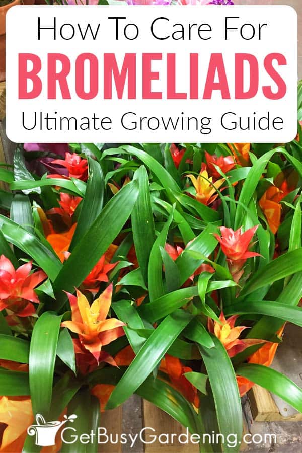How To Care For Bromeliads: Ultimate Growing Guide