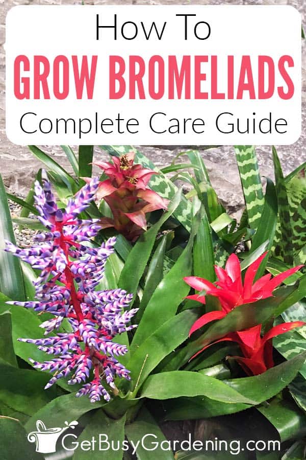 How To Grow Bromeliads Complete Care Guide