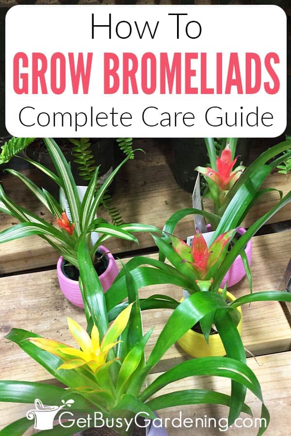 How To Grow Bromeliads Complete Care Guide