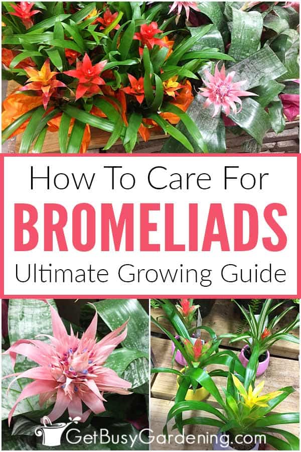 How To Care For Bromeliads: Ultimate Growing Guide