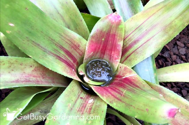 Water in the center cup of a bromeliad plant
