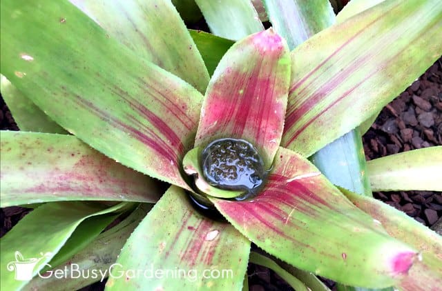 Water in the center cup of a bromeliad plant.