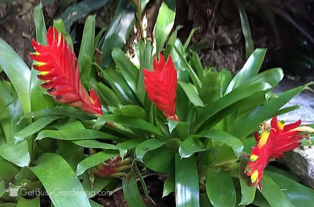 Green bromeliads with bright red bracts and yellow flowers.