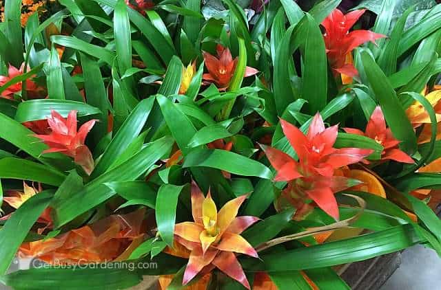 Several orange and red bromeliad plants.