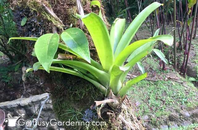 Epiphytic bromeliad growing on a tree in nature