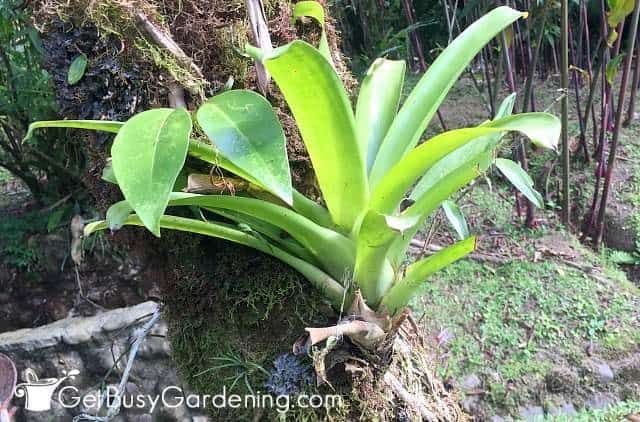 Bromeliad plant growing on a tree in nature.