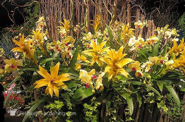 Gorgeous yellow bromeliads.